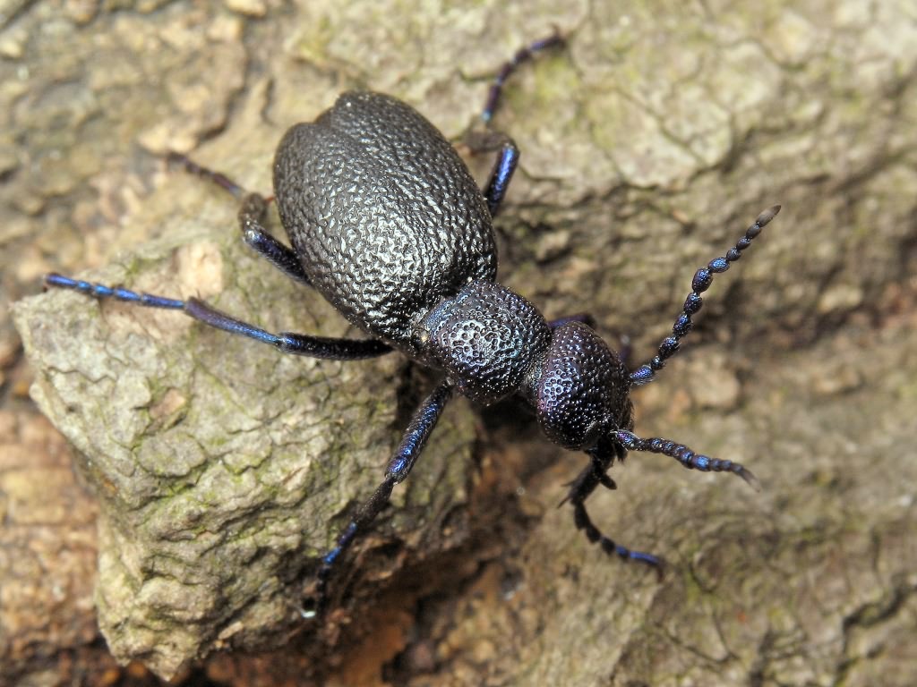 Meloe proscarabaeus Linnaeus, 1758